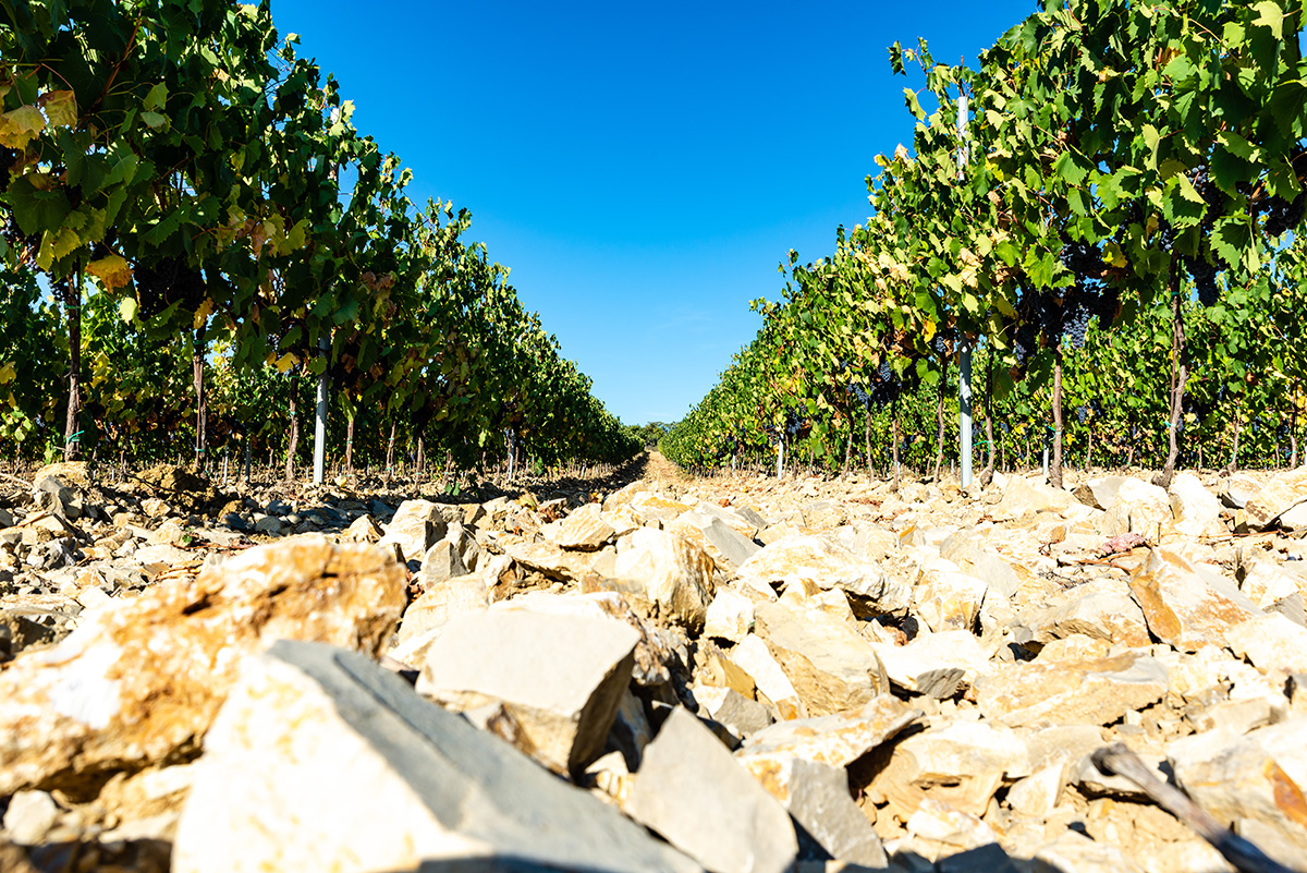 Terra Vagliagli Associazione Produttori Chianti Classico Toscana Italia Vino